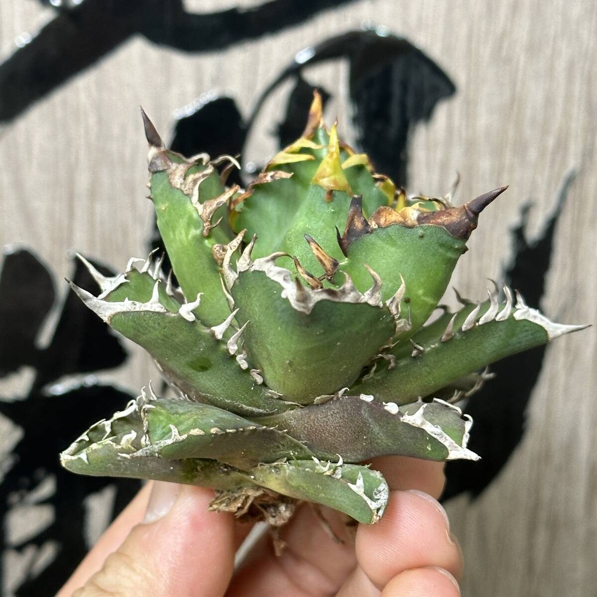 [ dragon ..]No.120 special selection agave succulent plant chitanota red cat we zrugoli cat \' Red catweezle \' a little over . finest quality stock 