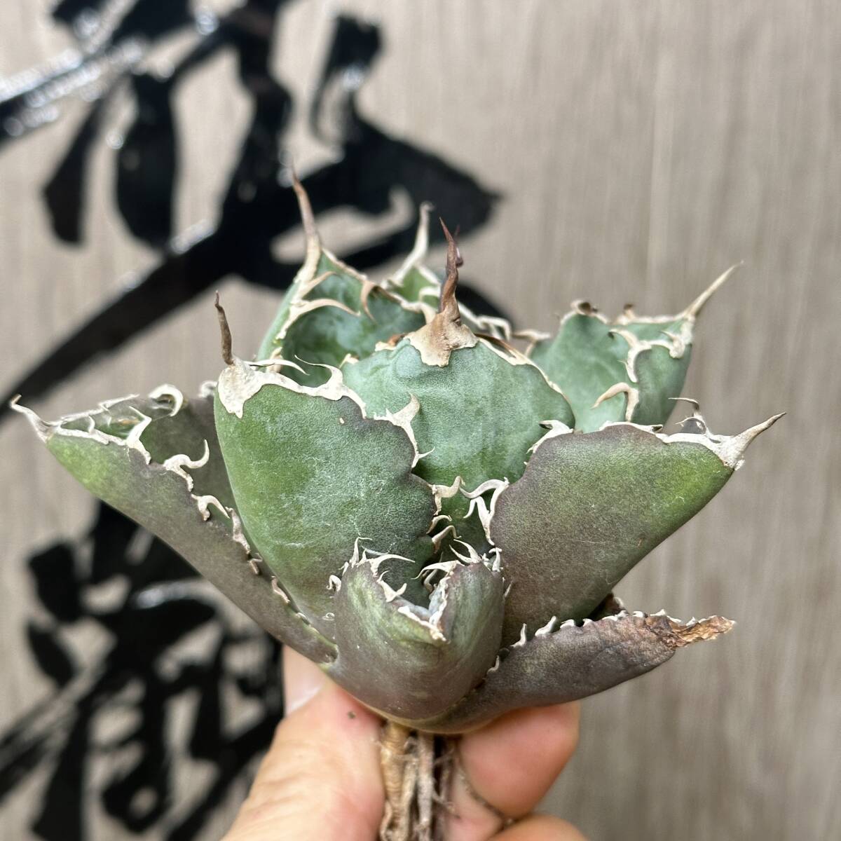 [ dragon ..]No.121 special selection agave succulent plant chitanota white . a little over . finest quality stock 