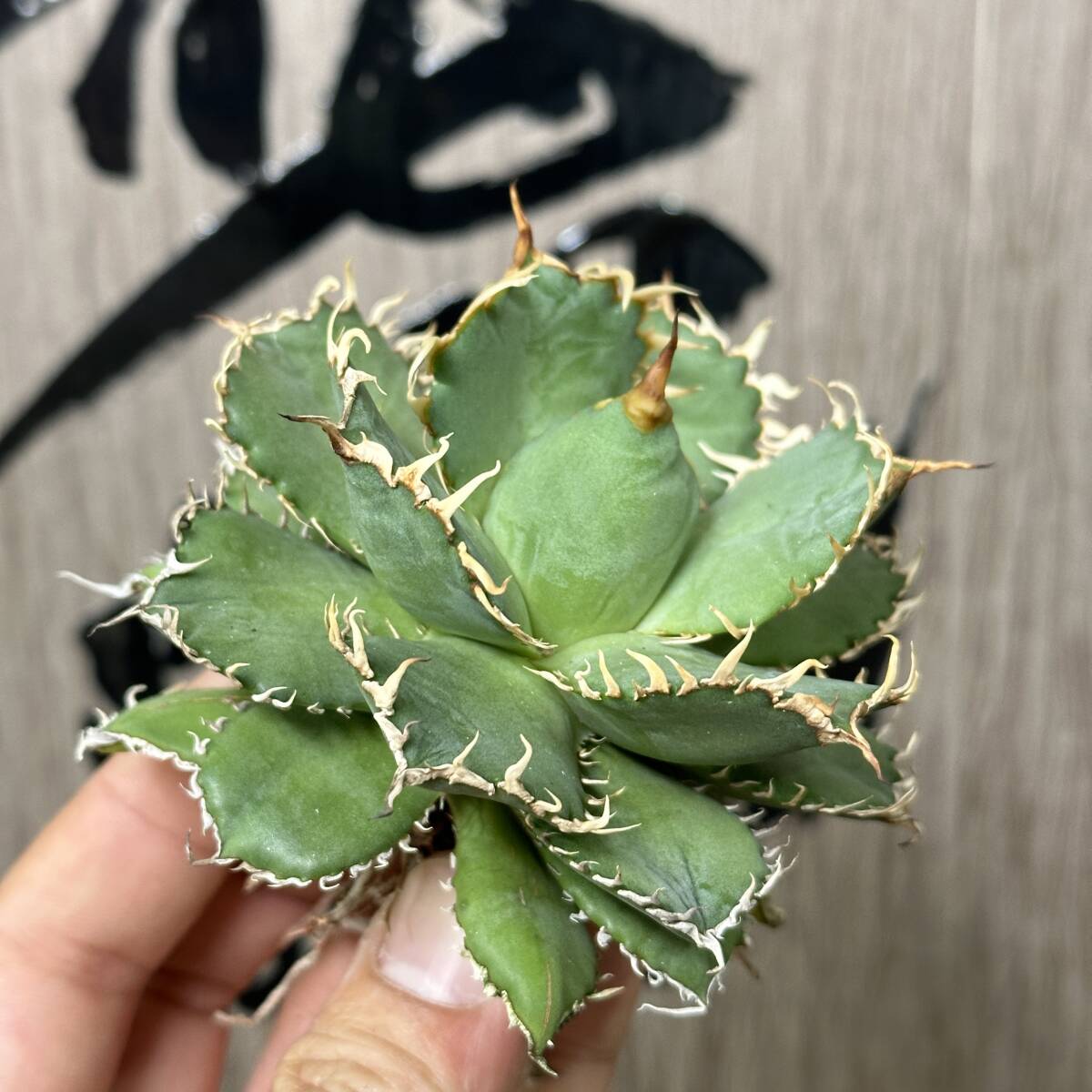 [ dragon ..]No.126 special selection agave succulent plant chitanota. leaf . finger fili Gree a little over . finest quality stock 