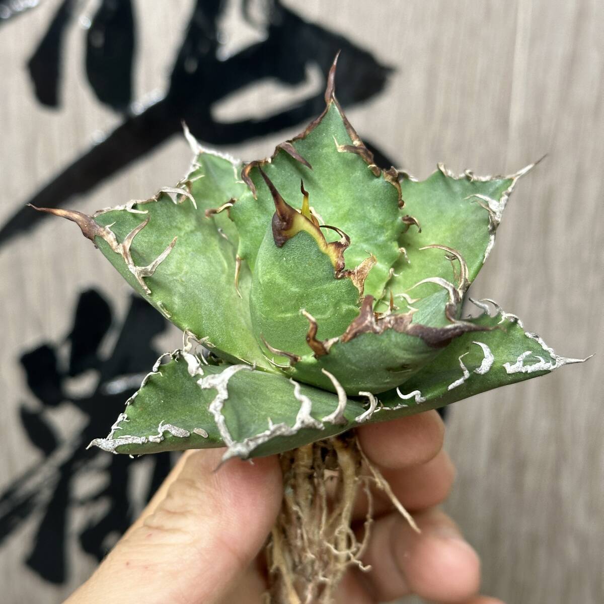 【龍園觀】No.315 特選 アガベ 多肉植物 チタノタ 凱撒‘SUPER CAESAR’ シーザー 強棘 極上株の画像5