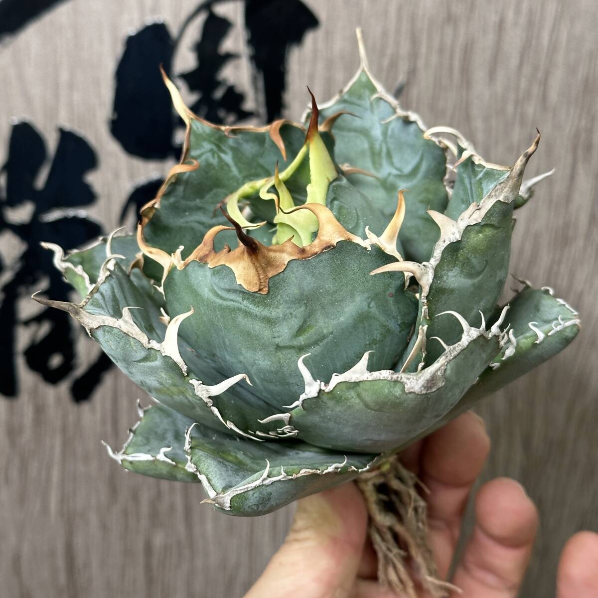 [ dragon ..]No.233 special selection agave succulent plant chitanota white . a little over . finest quality stock 
