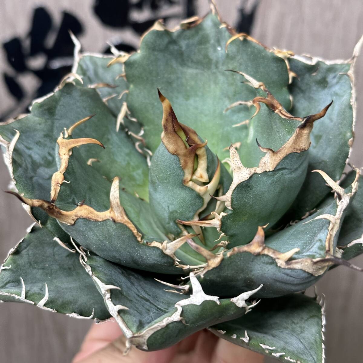 [ dragon ..]No.250 special selection agave succulent plant chitanota white . a little over . finest quality large stock 2 stock 