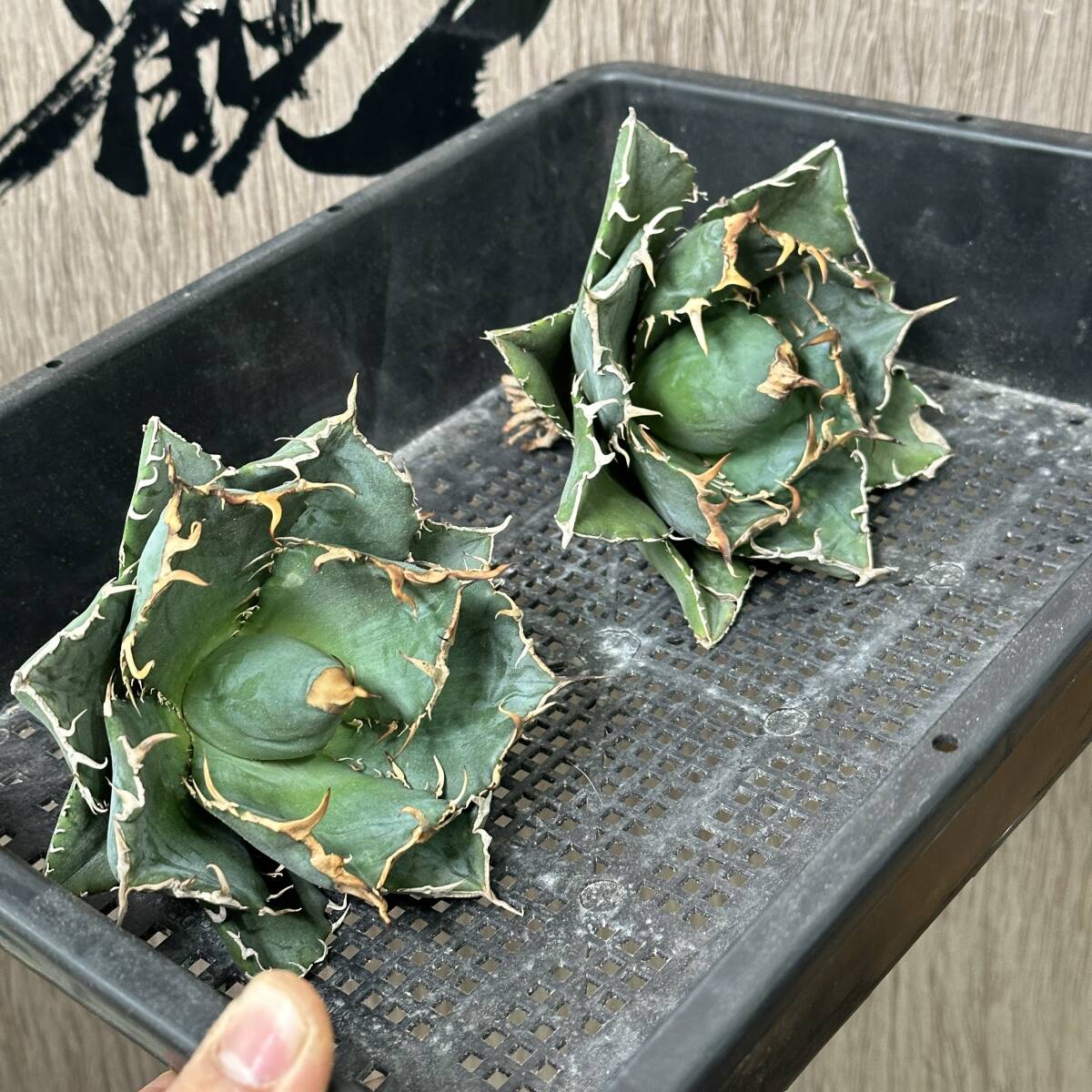 [ dragon ..]No.250 special selection agave succulent plant chitanota white . a little over . finest quality large stock 2 stock 