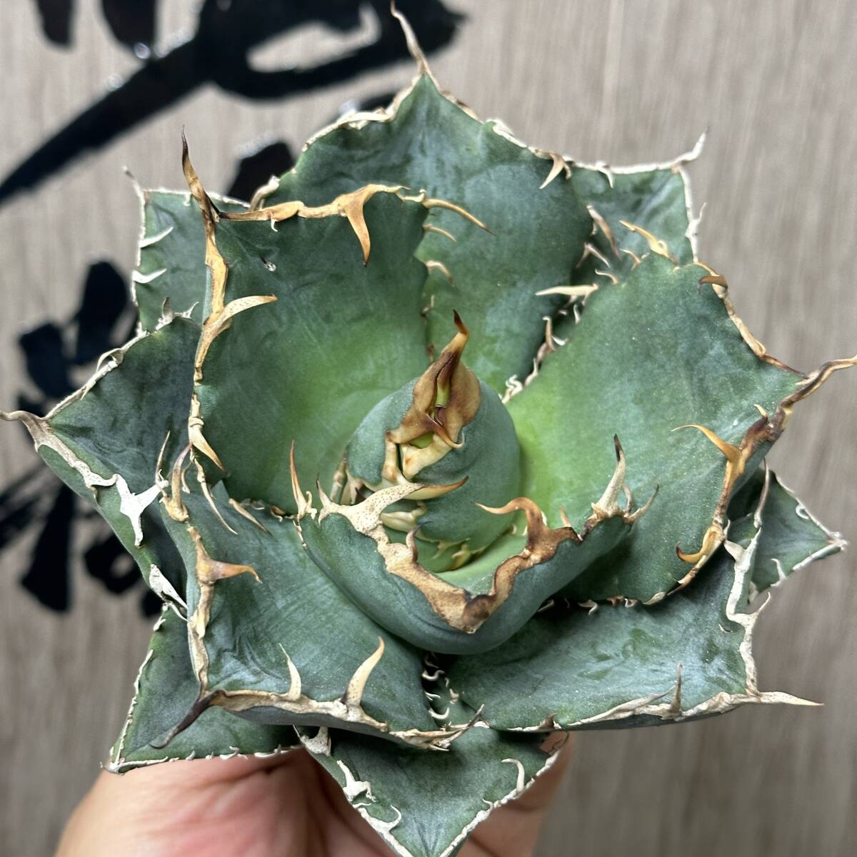 [ dragon ..]No.250 special selection agave succulent plant chitanota white . a little over . finest quality large stock 2 stock 