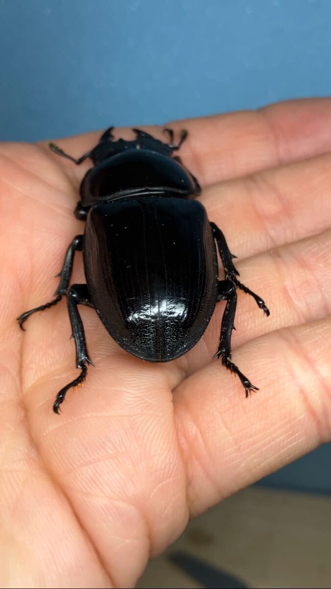 【南投県タイワン】ペア B品♂71㎜、♀48㎜(即ブリ) ♂♀別ラインの画像10