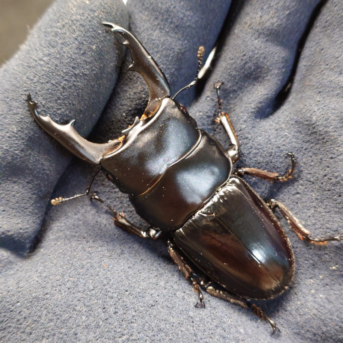 土日発送限定 ダエダリオンヒラタ ペア♂64.1mm♀34.3mm_画像1