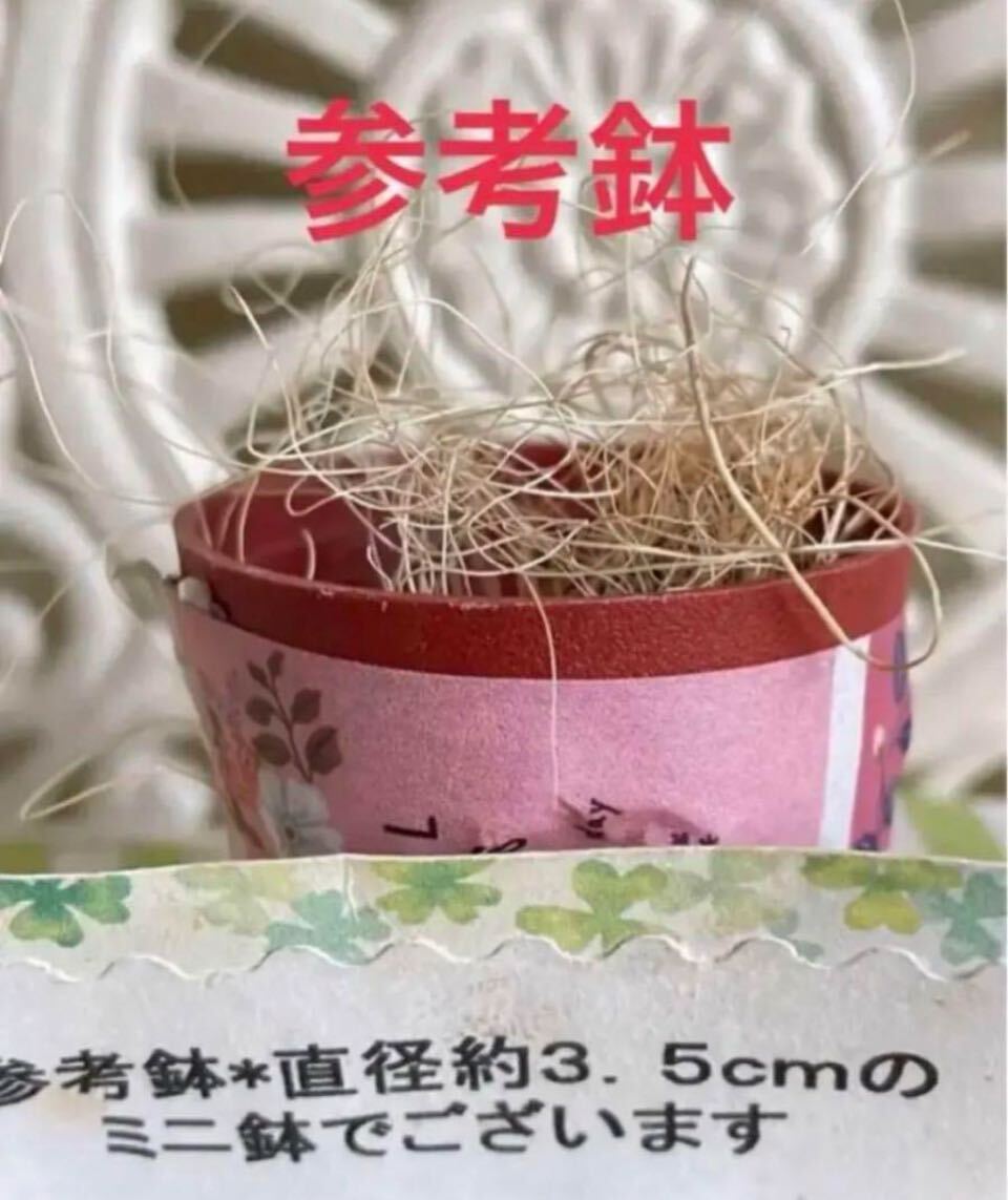 ★多肉植物*オシャレな天璋 アドロミクス＊カット苗＊可愛い寄せ植えに♪送料７３円_画像4