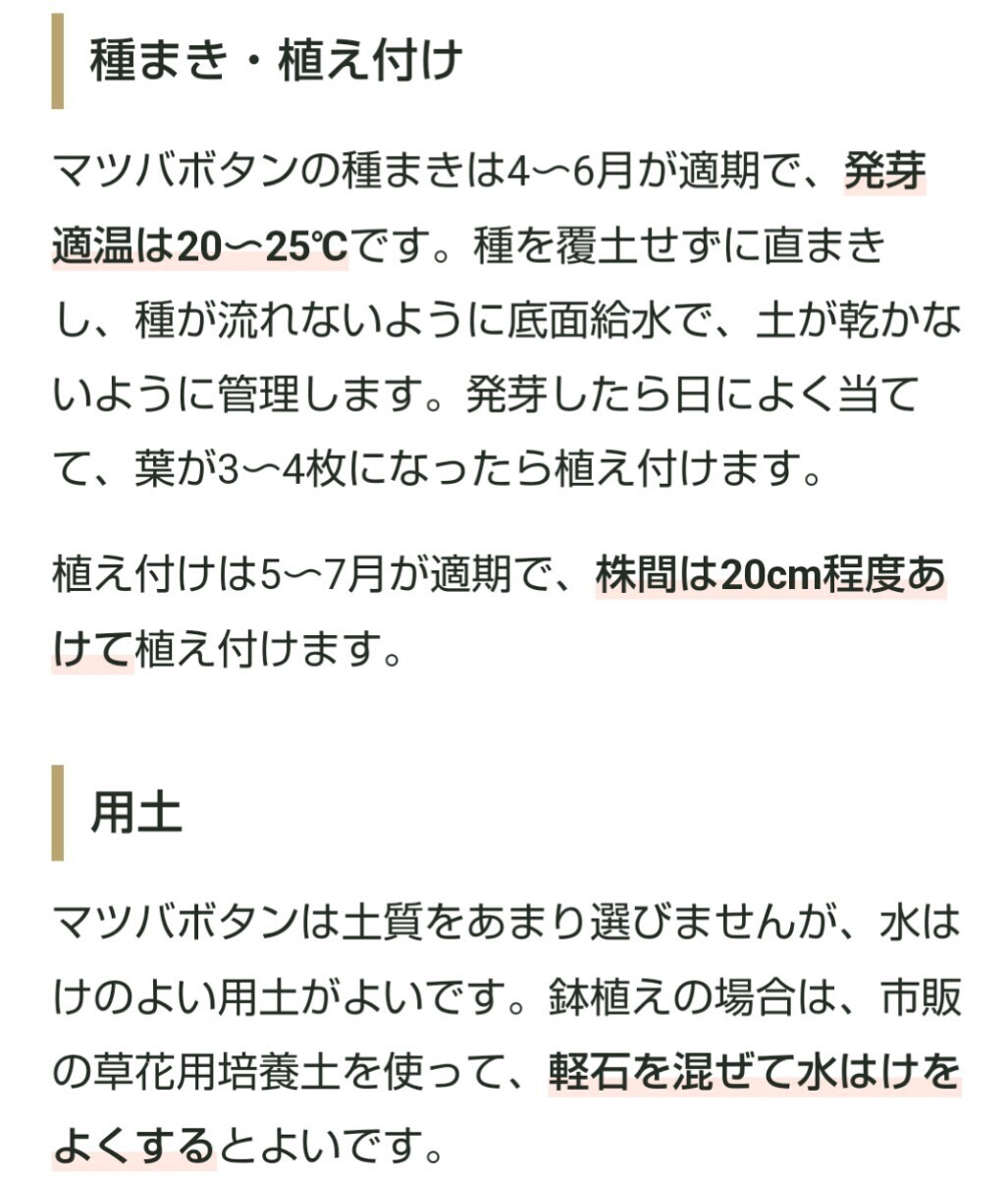 【15粒】斑入りマツバボタン『ペパーミント』コンパクトながらボリュームあります♪　暑さにはめちゃくちゃ強いです♪　送料73円〜_画像4