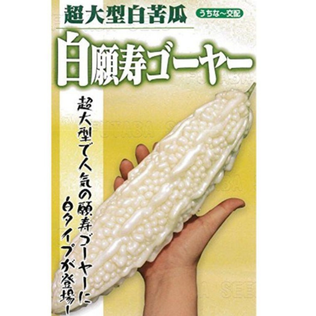 増量中【５→７粒】超大型『白願寿ゴーヤー』苦みが少ないのでお子様にも♪　グリーンカーテン♪　送料73円〜_画像2