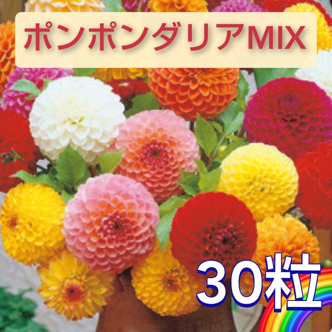 【30粒】ポンポンダリアMIX 種から育てるダリア♪ 多年草 まき時4〜6月頃 ダリヤ 送料73円〜の画像1