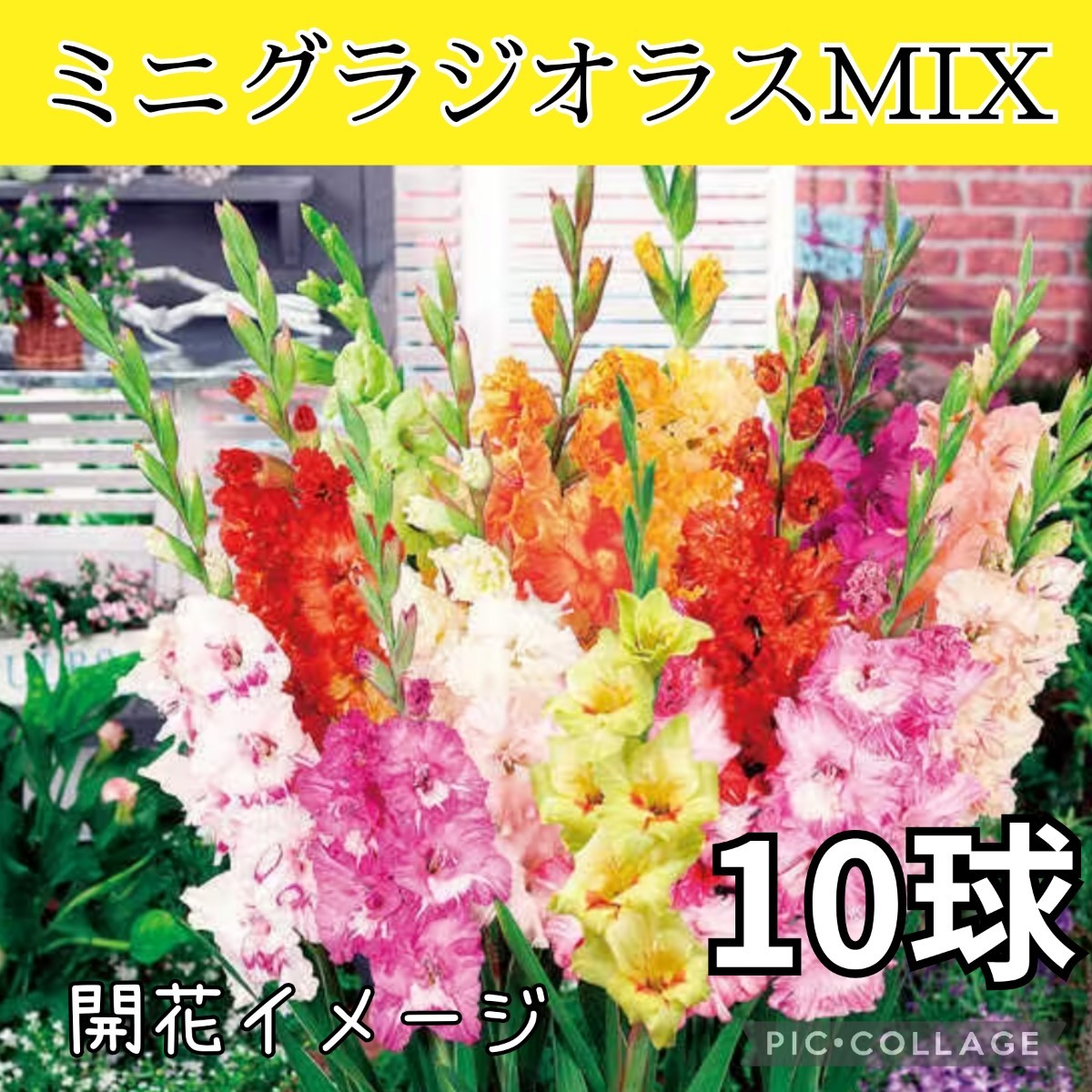 ◆セール◆【10球】ミニグラジオラスMIX 植えっぱなしOK 送料110円〜の画像1