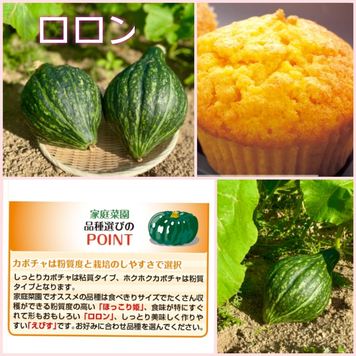 【５粒】カボチャ『ロロン』ユニークなスイーツかぼちゃをぜひ食べてみてください♪ 送料73円〜の画像2