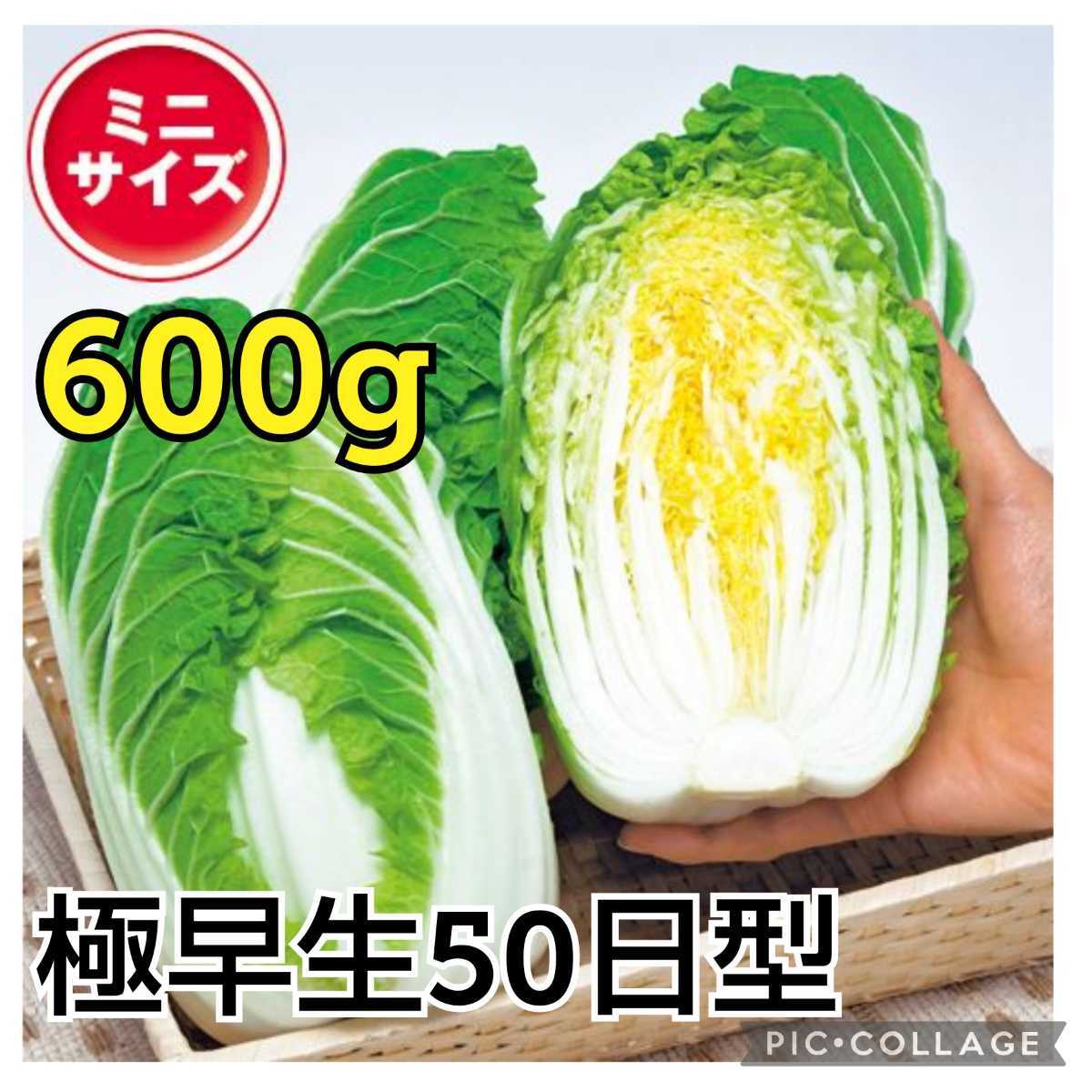 耐病性抜群【40粒】極早生ミニハクサイ『CRお黄にいり』食べきりサイズの600g  サラダにも♪ 密植でも育てられます♪ 送料73円〜の画像1