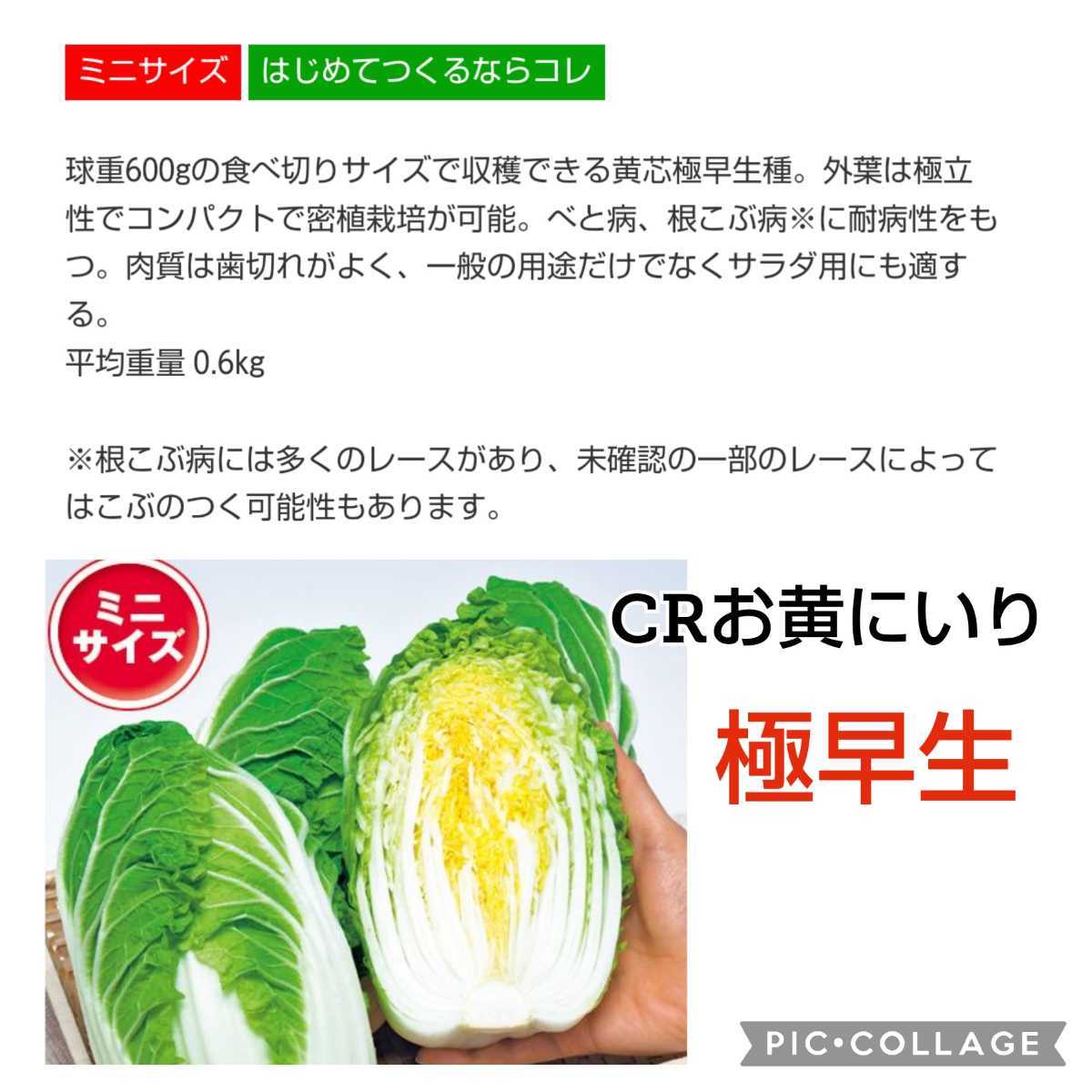 耐病性抜群【40粒】極早生ミニハクサイ『CRお黄にいり』食べきりサイズの600g 　サラダにも♪　密植でも育てられます♪　送料73円〜_画像3