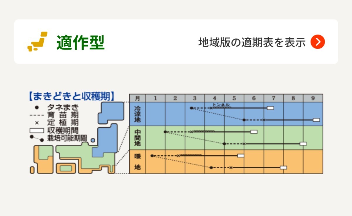 【５粒】カボチャ『ロロン』ユニークなスイーツかぼちゃをぜひ食べてみてください♪　送料73円〜_画像6