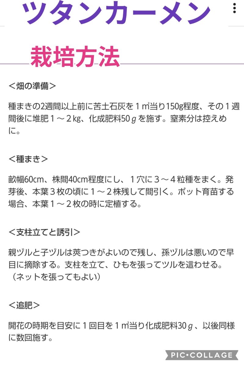 ◆ラスト◆【6粒】紫えんどう『ツタンカーメン』御赤飯に人気♪　カロチン・ビタミンB豊富♪　送料73円〜_画像2