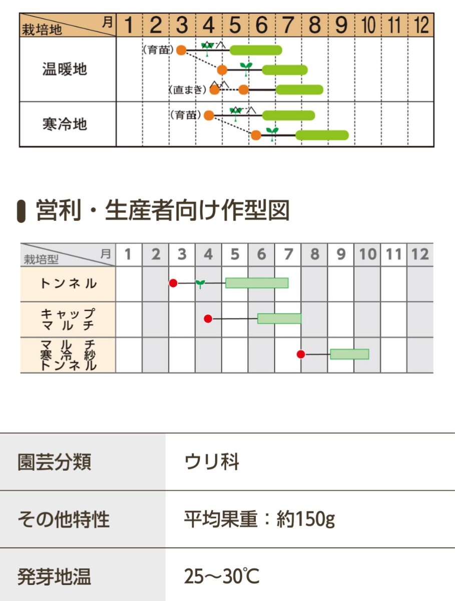 【計９粒】省スペースズッキーニ３種セット各３粒 送料73円〜の画像5