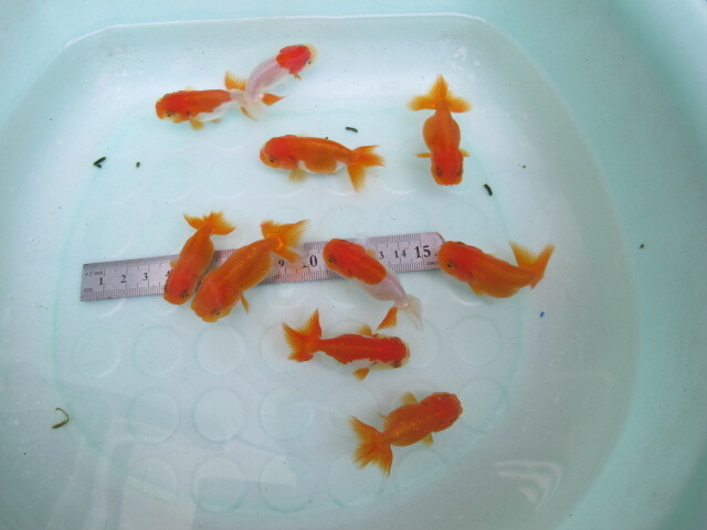 * Uno group golgfish *2 -years old fish *10 pcs * actual article or goods fish, styrene foam shipping *