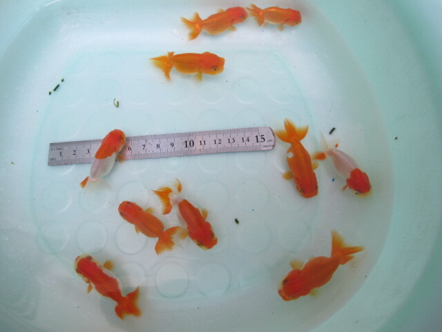 * Uno group golgfish *2 -years old fish *10 pcs * actual article or goods fish, styrene foam shipping *