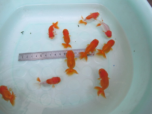 * Uno group golgfish *2 -years old fish *10 pcs * actual article or goods fish, styrene foam shipping *