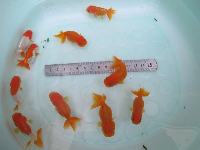 * Uno group golgfish *2 -years old fish *10 pcs * actual article or goods fish, styrene foam shipping *