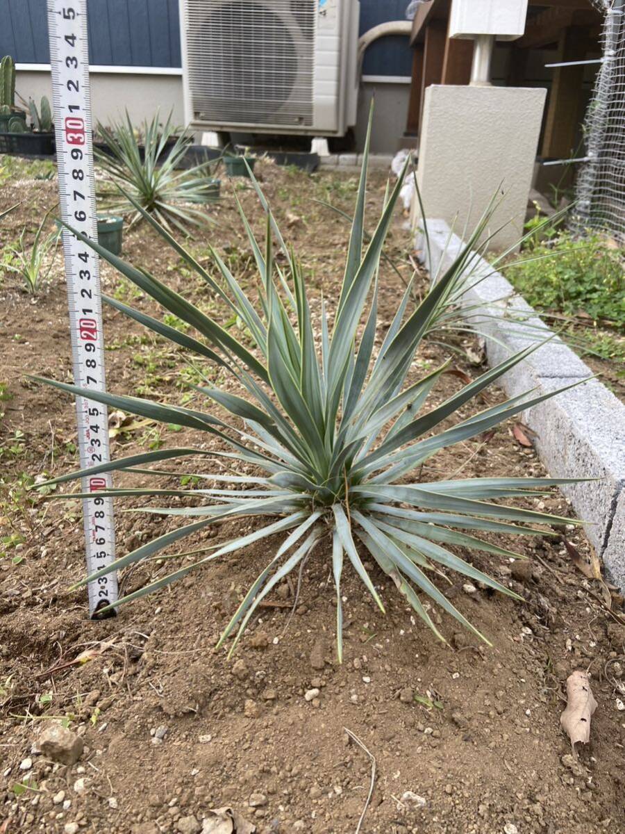  yucca Lost la-taYucca rostrata Driger ten certainly 