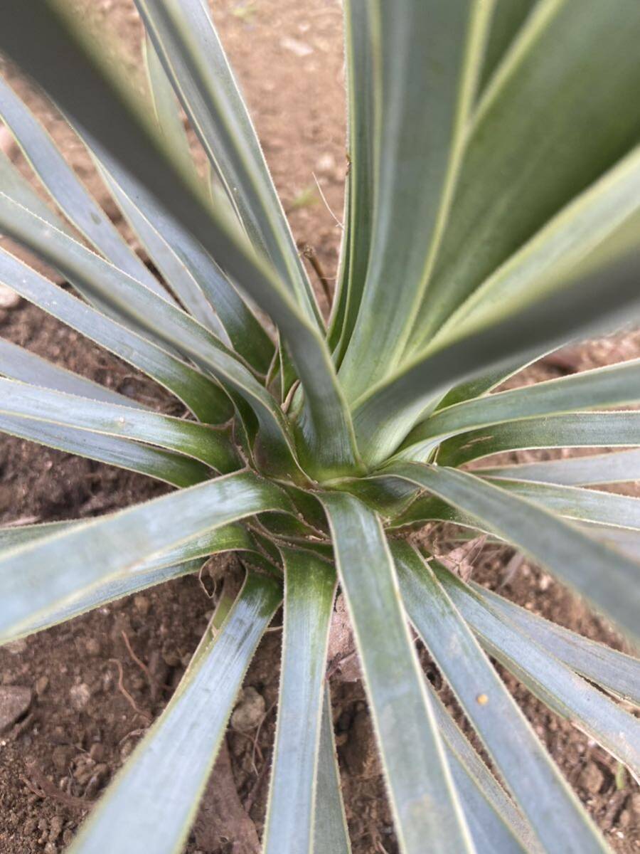  yucca Lost la-taYucca rostrata Driger ten certainly 