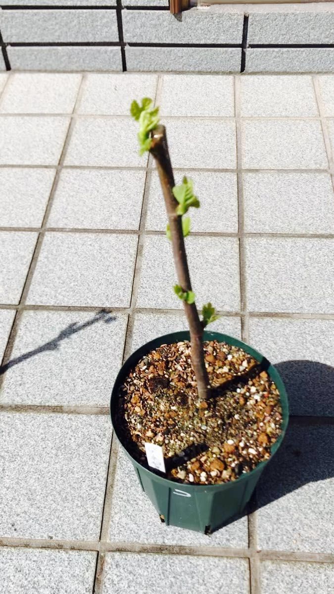 いちじく バナーネ(ロングドゥート)２年生苗木⑤ 芽吹き始めました　甘くて美味しい絶品スイーツ果樹