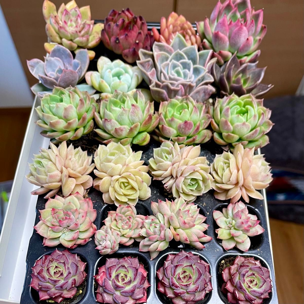 多肉植物 韓国苗 エケベリア MIX苗セット 韓国苗24苗セット 多肉植物 エケベリア 抜き苗|Yahoo!フリマ