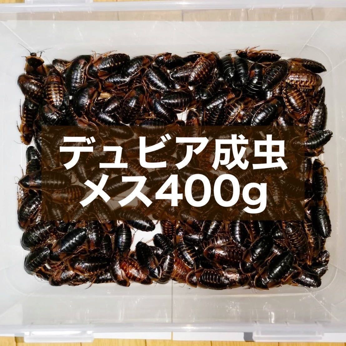 デュビア 成虫♀ 400g＋死着保証10% 送料無料_画像1