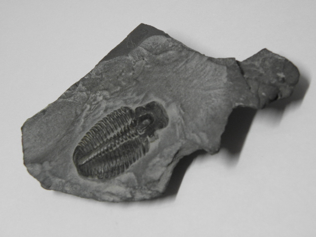三葉虫 化石 標本の画像3