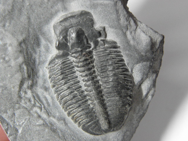 三葉虫 化石 標本の画像9
