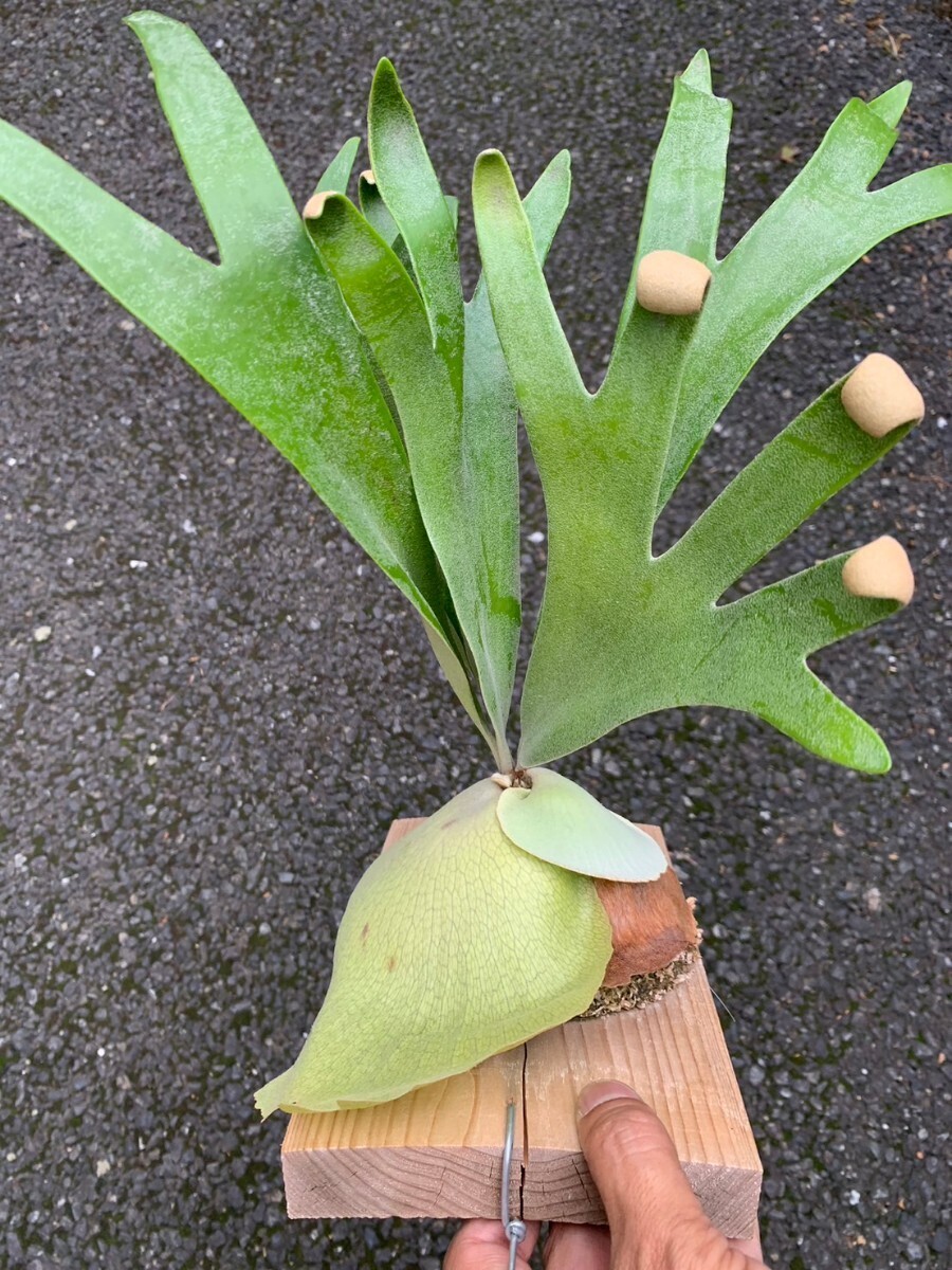 P.Foong Siqi (f-n type staghorn fern Platycerium )