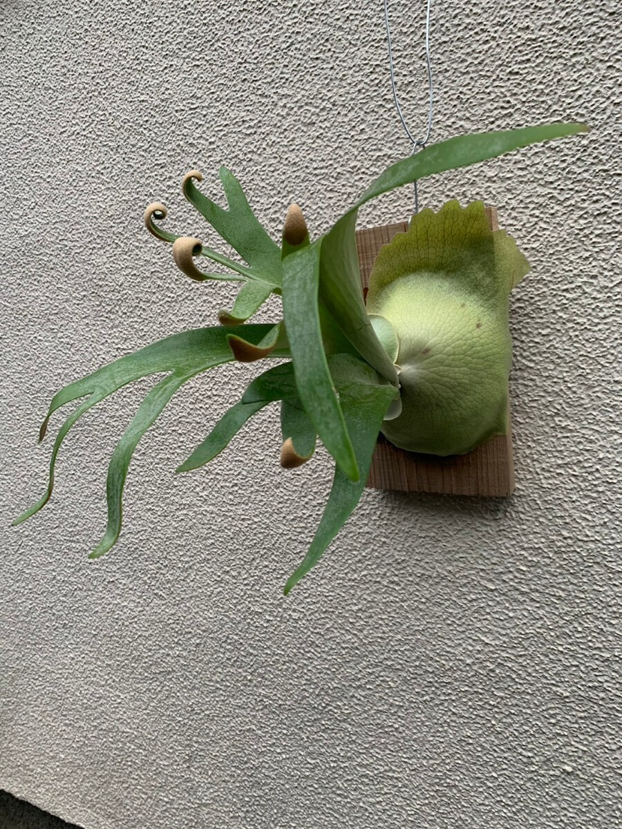 P.Foong Siqi (f-n type staghorn fern Platycerium )