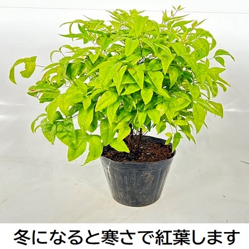 オタフクナンテン 樹高0.2m前後 15cmポット （30本セット）（送料無料） 苗 植木 苗木 庭_画像2