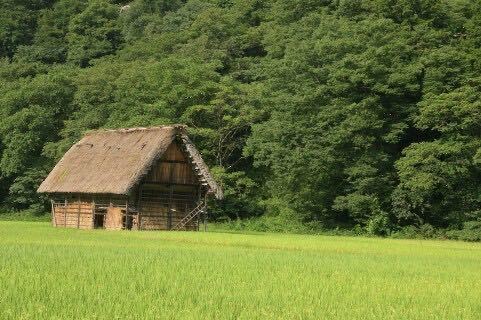 10キロ1300円　（あきたこまち、サキホコレ他）ブレンド砕米①_画像2