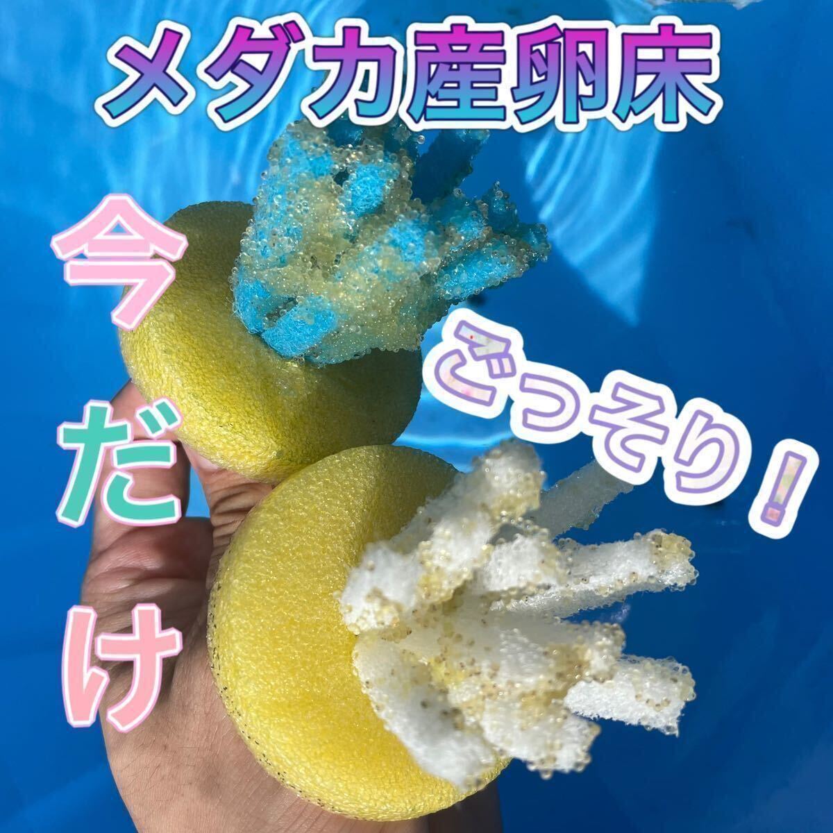 ☆橋本めだか☆びっくり！！！たくさん採れるメダカの産卵床６個セット！_画像1