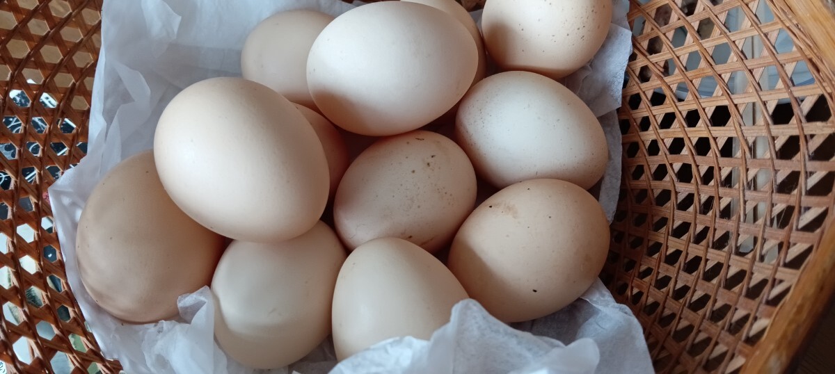 多産血統 烏骨鶏の有精卵5個+割れ保証１個（合計６個）（食用として ）有精卵 鶏 ニワトリ 食用 の画像1