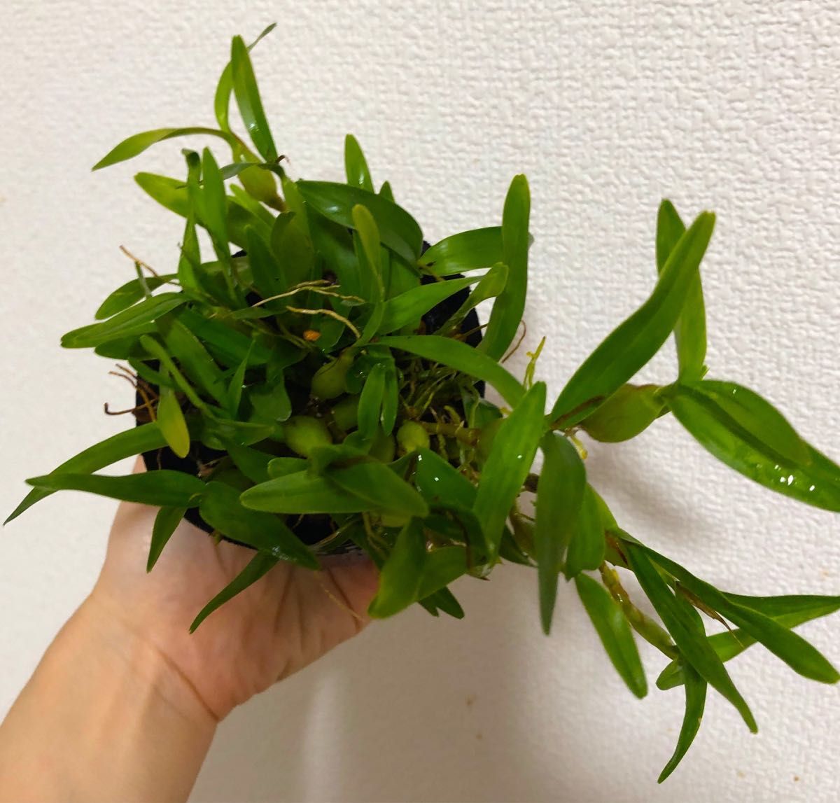 ディネマ　ポリブルボン　ミニ洋蘭 3号ポリポット植え　可愛い極小蘭です