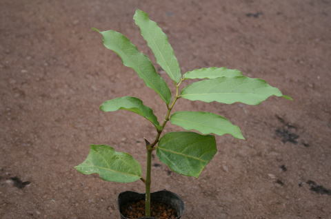 SALE!激レア　ダースベーダー似の奇花　Aristolochia salvadorensis　アリストロキア・サルバドレンシスの苗_参考画像