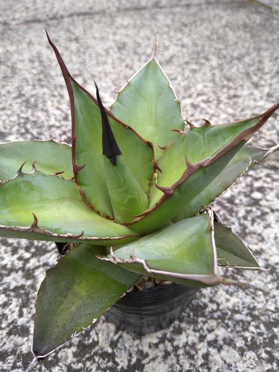 アガベ オテロイ Agave oteroiの画像1