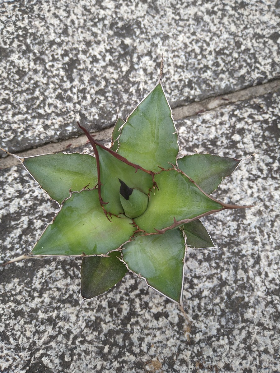 アガベ オテロイ Agave oteroiの画像4