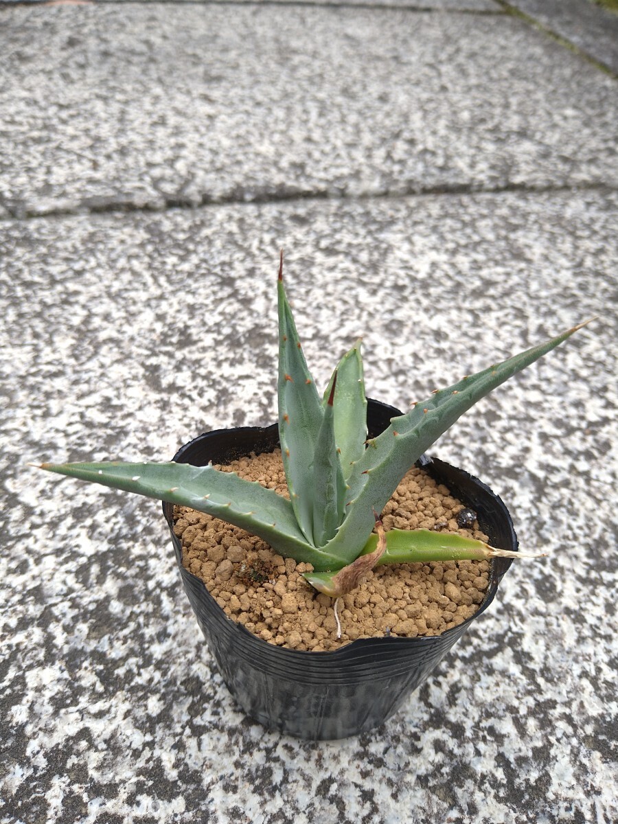 アガベ エボリスピナ Agave utahensis var. eborispina の画像2