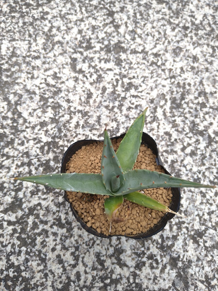 アガベ エボリスピナ Agave utahensis var. eborispina の画像3