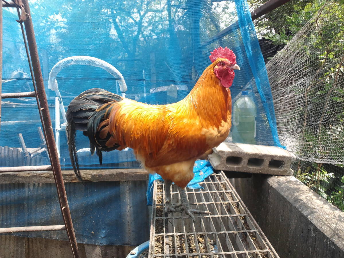 (食用)名古屋コーチン保存会系種鶏　有精卵10個＋２個の出品です。_画像2