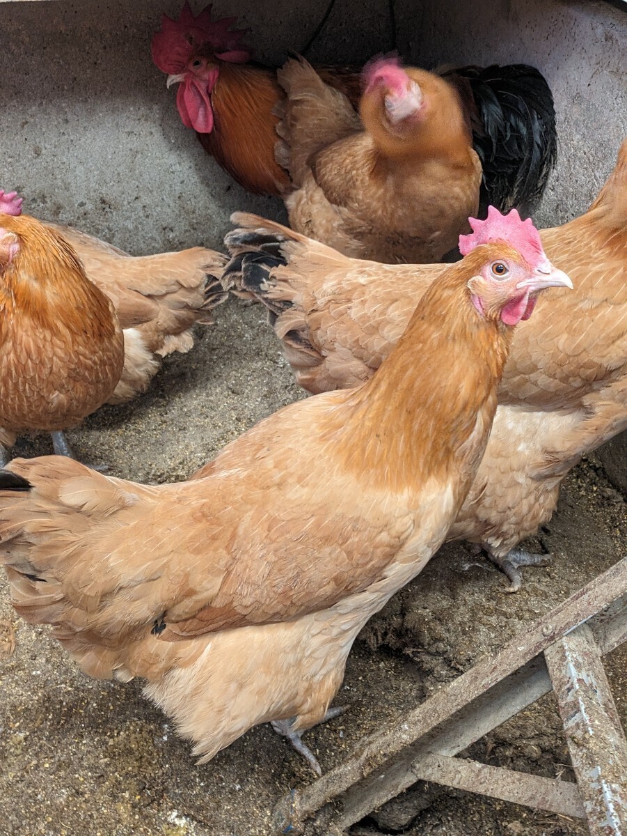 (食用)名古屋コーチン保存会系種鶏　有精10個＋２個の出品です。_画像5