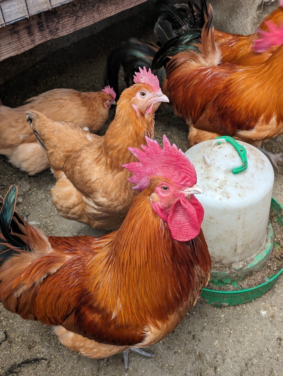 (食用)名古屋コーチン保存会系種鶏　有精10個＋２個の出品です。_画像7