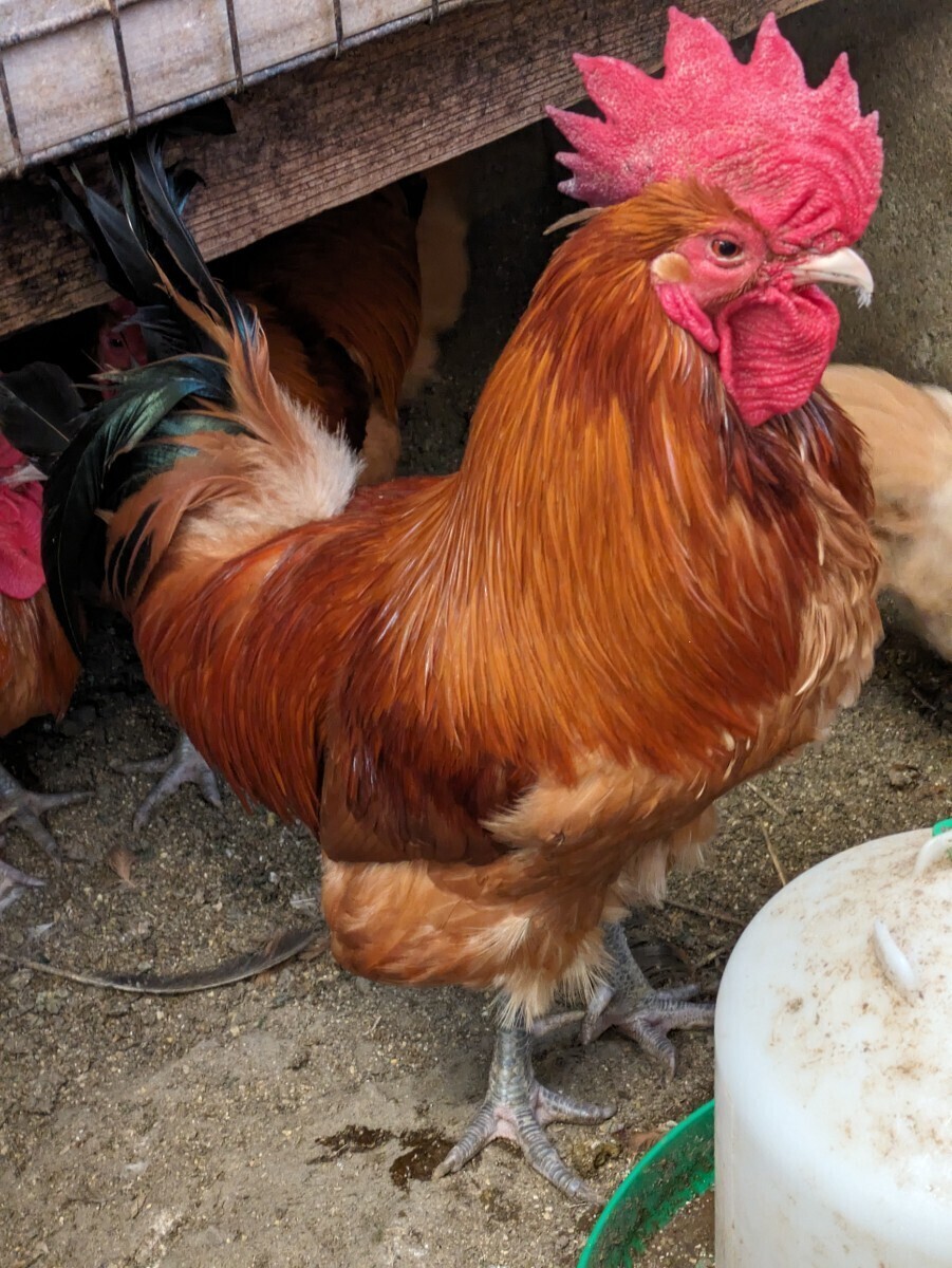 【数量２】(食用)名古屋コーチン保存会系種鶏 有精卵５個＋１個の出品です。の画像1