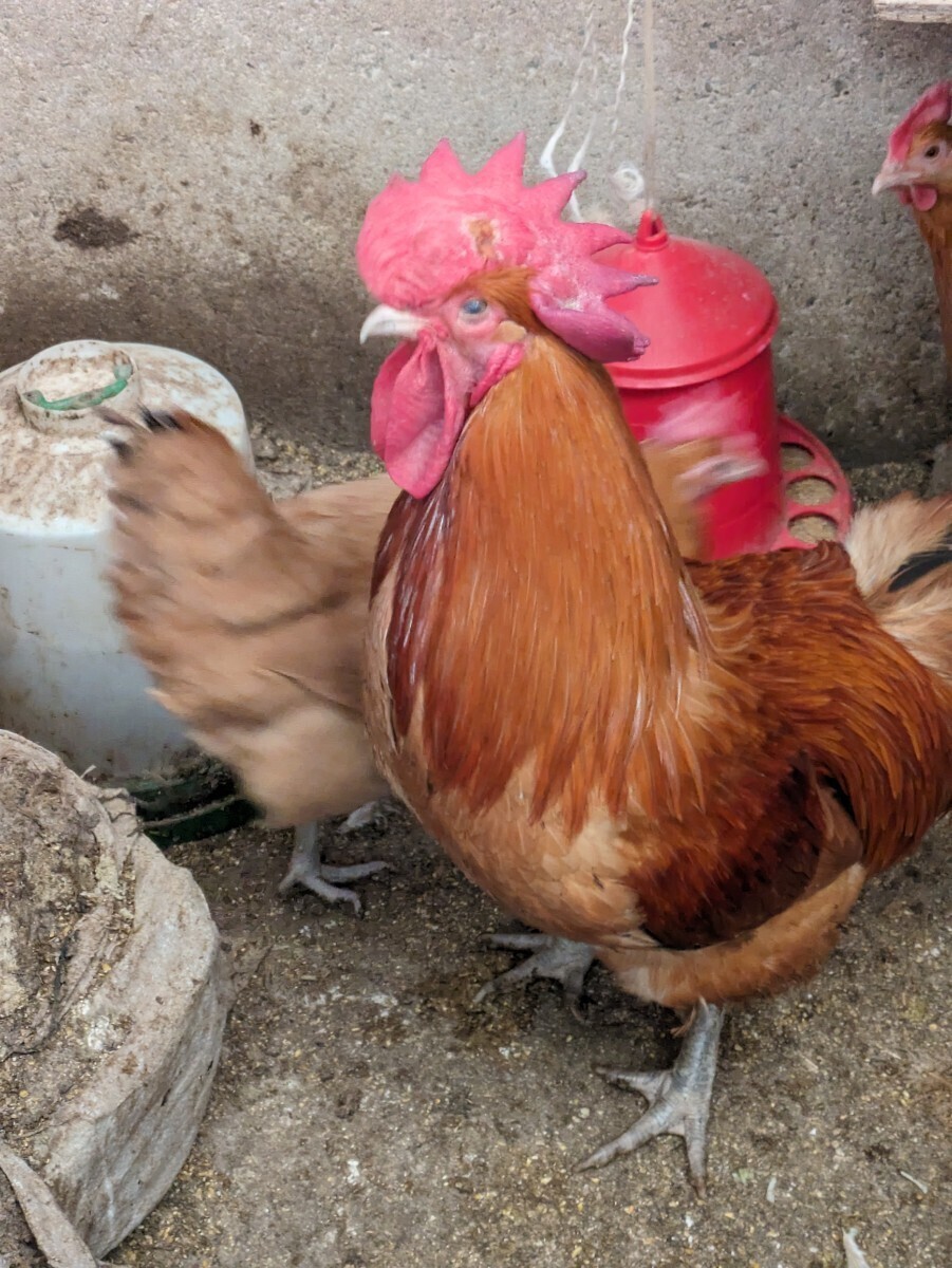 【数量２】(食用)名古屋コーチン保存会系種鶏 有精卵５個＋１個の出品です。の画像4