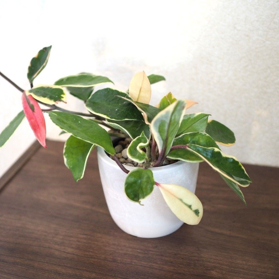 【観葉植物・インテリアグリーン】ホヤ カルノーサ リップカラー 鉢カバーセット